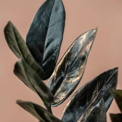 Zamioculcas Zamiifolia Raven ('Dowon') (PBR) -Plants Shop pl2000028845 card4 lg