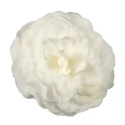 Camellia Japonica 'Nuccio's Gem' -Plants Shop pl2000029141 card3 lg