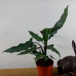 Alocasia Lauterbachiana -Plants Shop pl2000030497 card4 lg