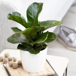 Ficus Lyrata 'Bambino' (PBR) -Plants Shop pl2000030498 card3 lg