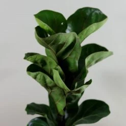 Ficus Lyrata 'Bambino' (PBR) -Plants Shop pl2000030498 card4 lg