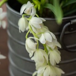 Cymbidium Sarah Jean ('Ice Cascade') -Plants Shop pl2000030522 card4 lg