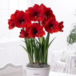 Hippeastrum (Galaxy Group) 'Red Lion'