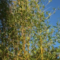 Phyllostachys Aurea
