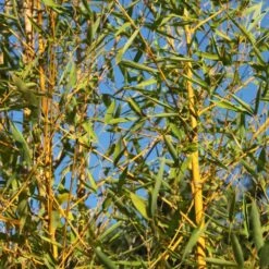 Phyllostachys Aurea -Plants Shop pl2000030872 card3 lg