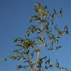 Phyllostachys Aurea -Plants Shop pl2000030872 card4 lg