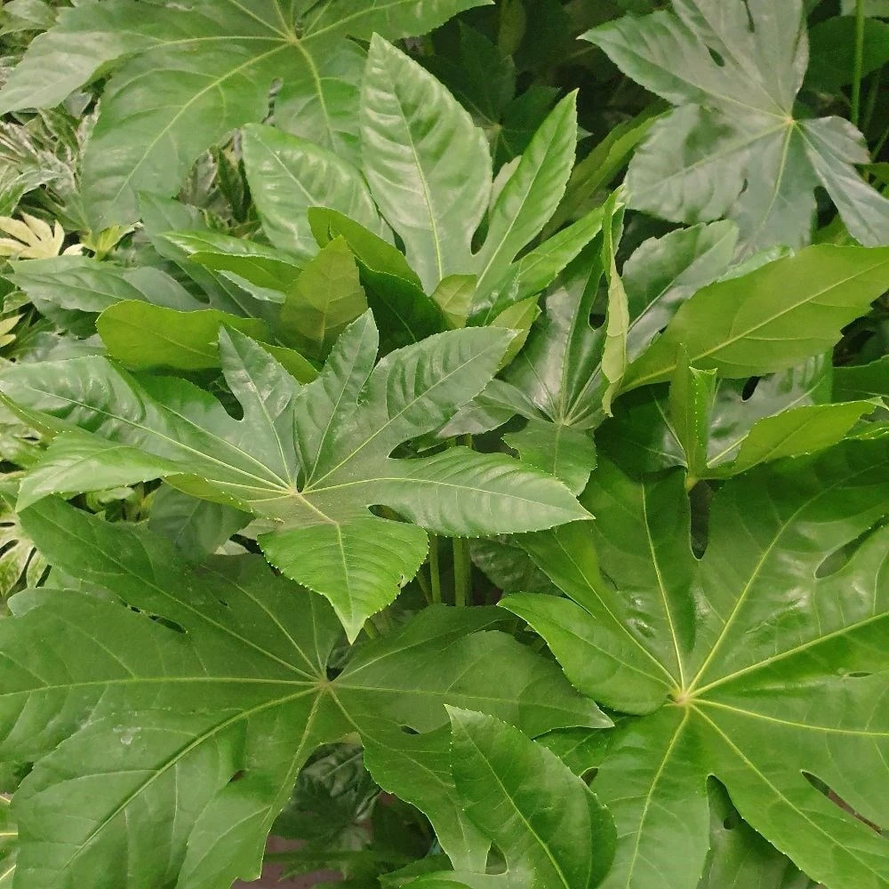 Fatsia Japonica 2 Fatsia Japonica - Image 2