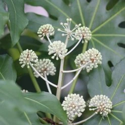 Fatsia Japonica 6 Fatsia Japonica -Plants Shop pl2000030879 card3 lg