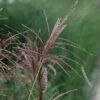 Miscanthus Sinensis 'Ferner Osten'