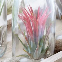 Air Plant In A Glass Bottle -Plants Shop pl2000031726 card3 lg