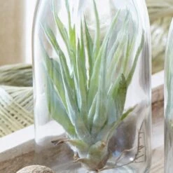 Air Plant In A Glass Bottle -Plants Shop pl2000031726 card5 lg