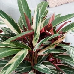Stromanthe Sanguinea 'Triostar' (PBR) 8 Stromanthe Sanguinea 'Triostar' (PBR) -Plants Shop pl2000031746 card4 lg