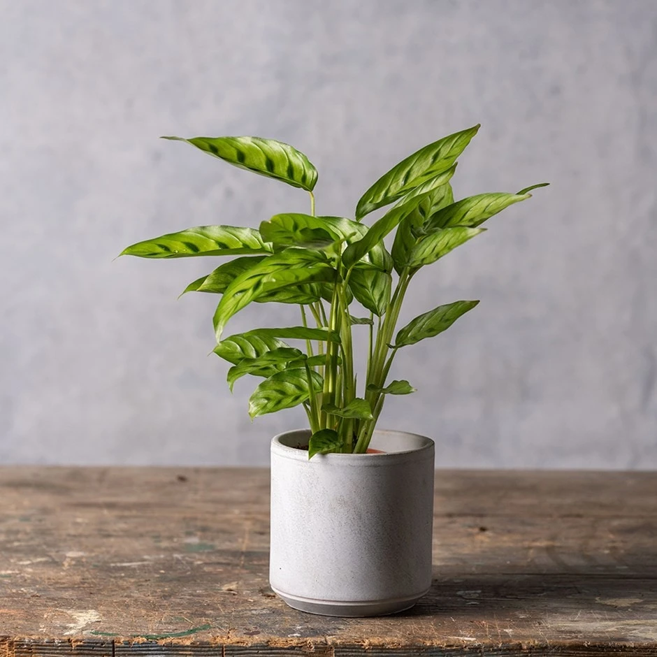 Goeppertia Concinna 1 Goeppertia Concinna