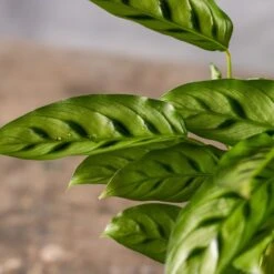 Goeppertia Concinna 7 Goeppertia Concinna -Plants Shop pl2000031750 card3 lg