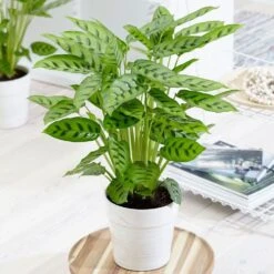 Goeppertia Concinna 9 Goeppertia Concinna -Plants Shop pl2000031750 card5 lg