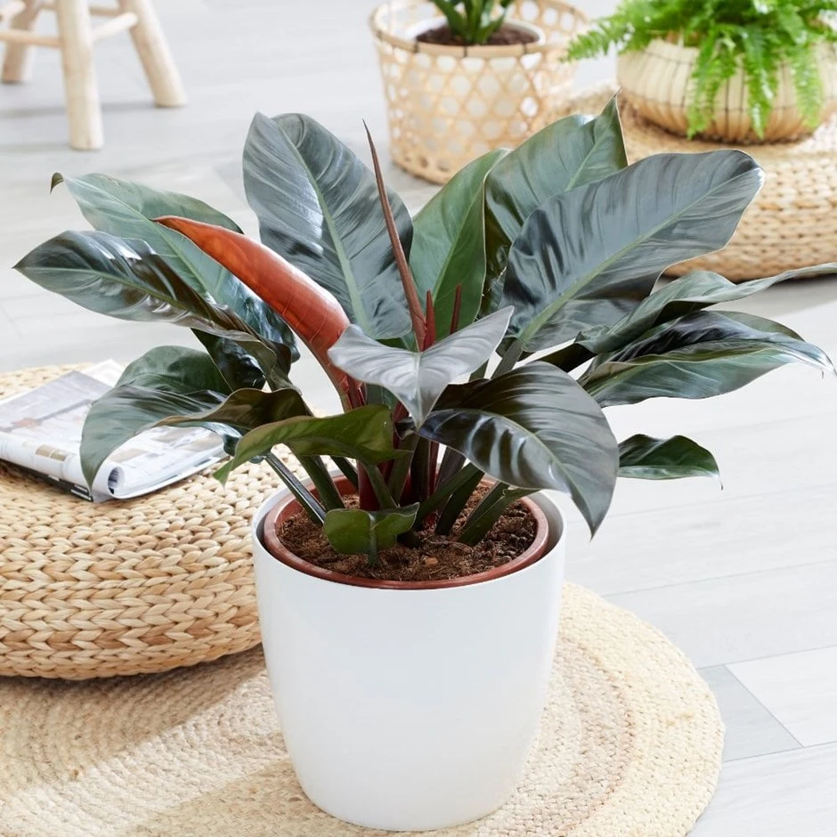 Philodendron 'Imperial Red' 1 Philodendron 'Imperial Red'
