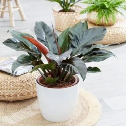 Philodendron 'Imperial Red' 5 Philodendron 'Imperial Red' -Plants Shop pl2000031752 card3 lg
