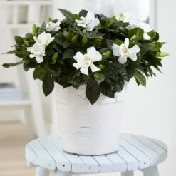 Gardenia Jasminoides 6 Gardenia Jasminoides -Plants Shop pl2000031758 card3 lg