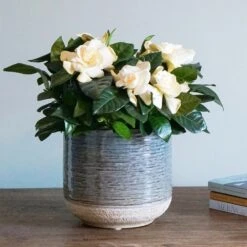 Gardenia Jasminoides 7 Gardenia Jasminoides -Plants Shop pl2000031758 card4 lg