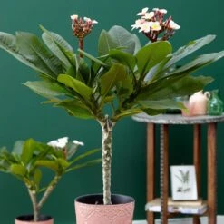 Plumeria Rubra Hawaiian Opal Pink ('Php2016') (PBR) 7 Plumeria Rubra Hawaiian Opal Pink ('Php2016') (PBR) -Plants Shop pl2000031997 card3 lg