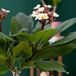 Plumeria Rubra Hawaiian Opal Pink ('Php2016') (PBR) 8 Plumeria Rubra Hawaiian Opal Pink ('Php2016') (PBR) -Plants Shop pl2000031997 card4 lg