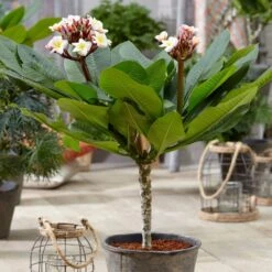 Plumeria Rubra Hawaiian Opal Pink ('Php2016') (PBR) 9 Plumeria Rubra Hawaiian Opal Pink ('Php2016') (PBR) -Plants Shop pl2000031997 card5 lg