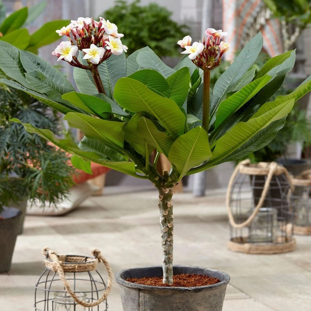 Plumeria Rubra Hawaiian Opal Pink ('Php2016') (PBR) 5 Plumeria Rubra Hawaiian Opal Pink ('Php2016') (PBR) - Image 5