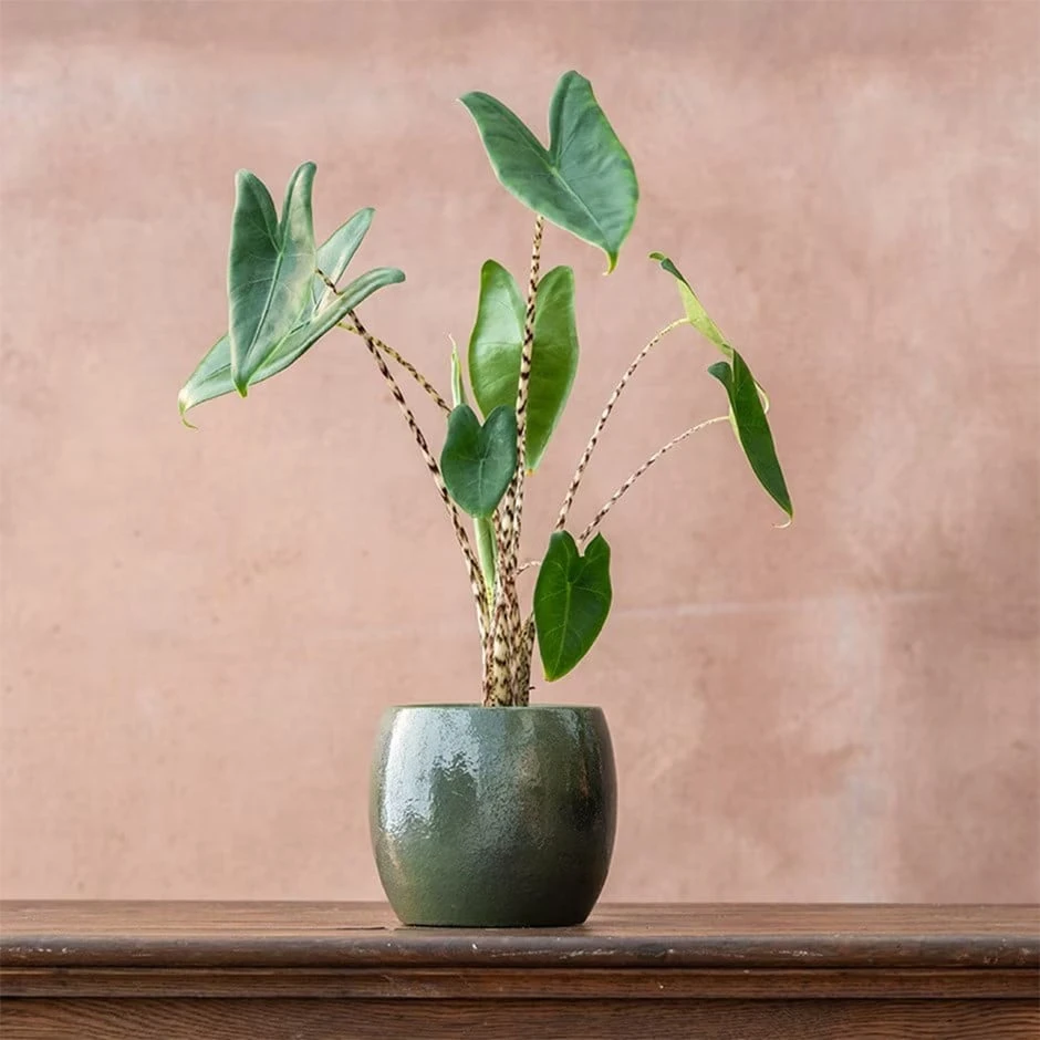 Alocasia Zebrina 1 Alocasia Zebrina