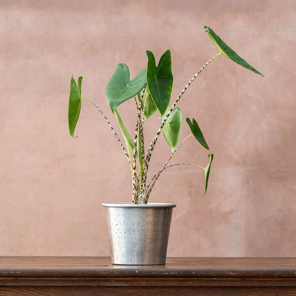 Alocasia Zebrina 2 Alocasia Zebrina - Image 2