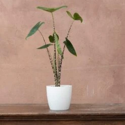 Alocasia Zebrina 5 Alocasia Zebrina -Plants Shop pl2000032005 card3 lg