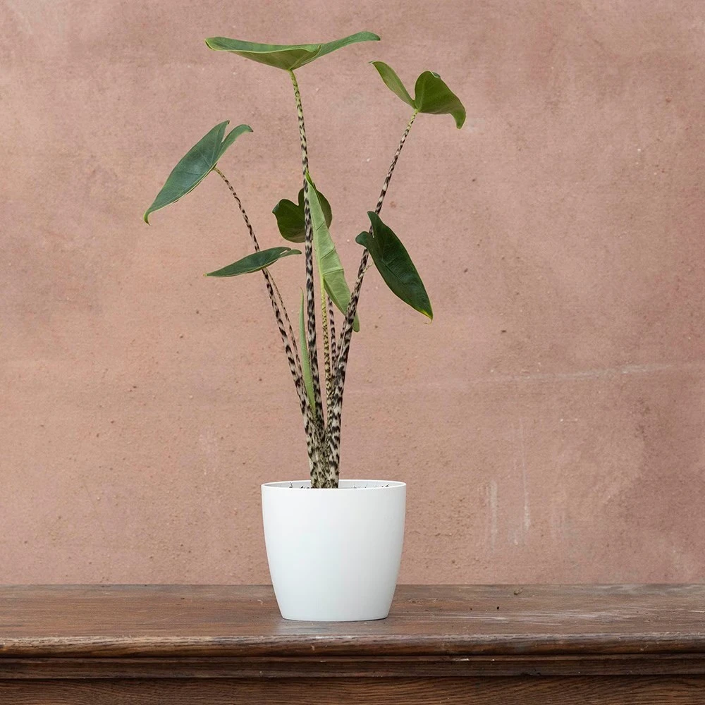 Alocasia Zebrina 3 Alocasia Zebrina - Image 3