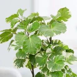 Polyscias Scutellaria 'Balfourii' 7 Polyscias Scutellaria 'Balfourii' -Plants Shop pl2000032015 card3 lg