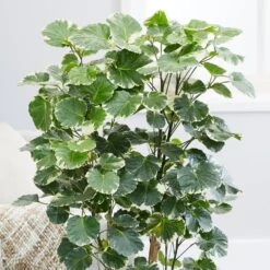 Polyscias Scutellaria 'Balfourii' 8 Polyscias Scutellaria 'Balfourii' -Plants Shop pl2000032015 card4 lg