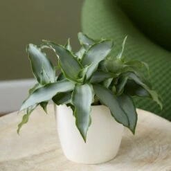 Murdannia Loriformis Bright Star ('Ppimur004') -Plants Shop pl2000032030 card3 lg