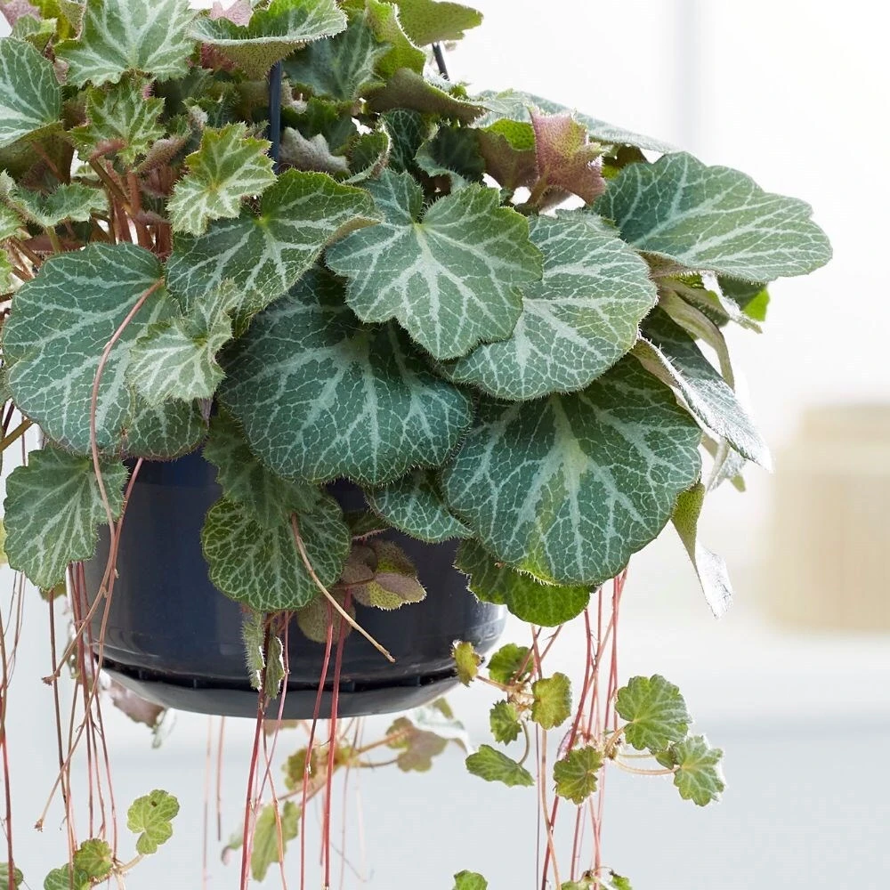 Saxifraga Stolonifera 2 Saxifraga Stolonifera - Image 2