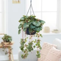 Saxifraga Stolonifera 5 Saxifraga Stolonifera -Plants Shop pl2000032041 card3 lg