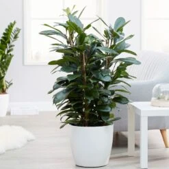 Ficus Cyathistipula -Plants Shop pl2000032064 card3 lg