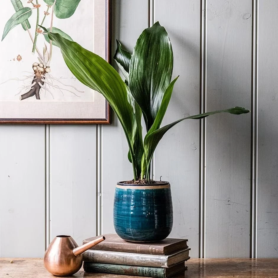 Aspidistra Elatior 1 Aspidistra Elatior