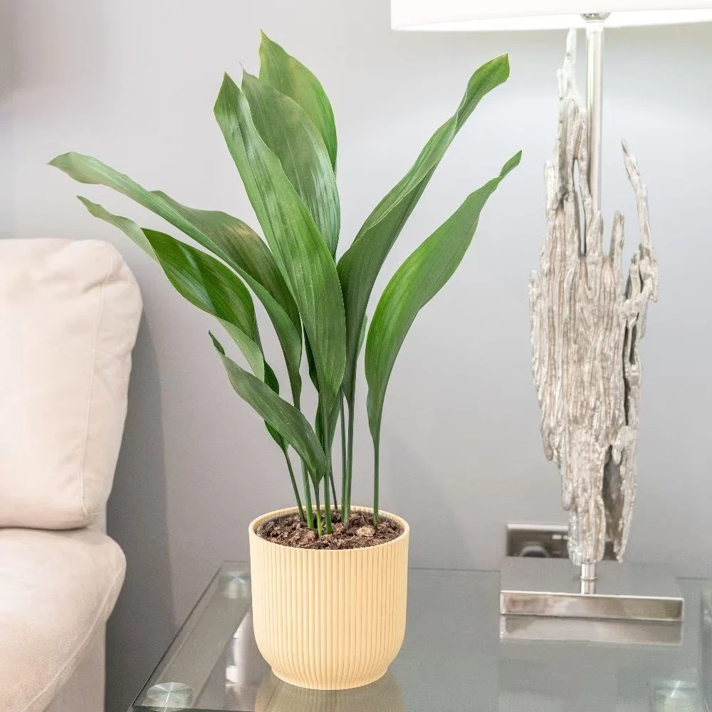 Aspidistra Elatior 2 Aspidistra Elatior - Image 2