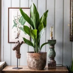 Aspidistra Elatior 8 Aspidistra Elatior -Plants Shop pl2000032065 card4 lg