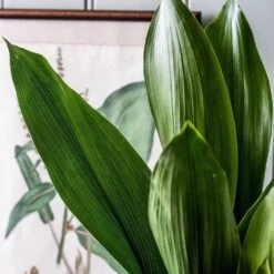 Aspidistra Elatior 9 Aspidistra Elatior -Plants Shop pl2000032065 card5 lg