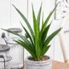Sansevieria Kirkii 'Friends'