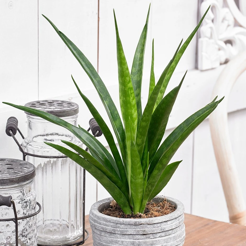 Sansevieria Kirkii 'Friends' 1 Sansevieria Kirkii 'Friends'