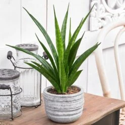 Sansevieria Kirkii 'Friends' 5 Sansevieria Kirkii 'Friends' -Plants Shop pl2000032083 card3 lg