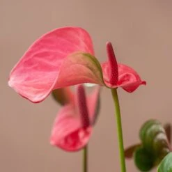 Anthurium Pink Champion ('Antinkeles') (PBR) -Plants Shop pl2000032090 card3 lg
