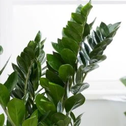 Zamioculcas Zamiifolia 8 Zamioculcas Zamiifolia -Plants Shop pl2000032091 card4 lg