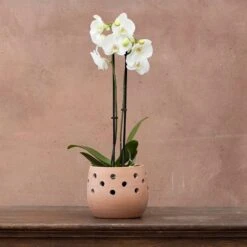 Phalaenopsis Grandiflorum 'White'