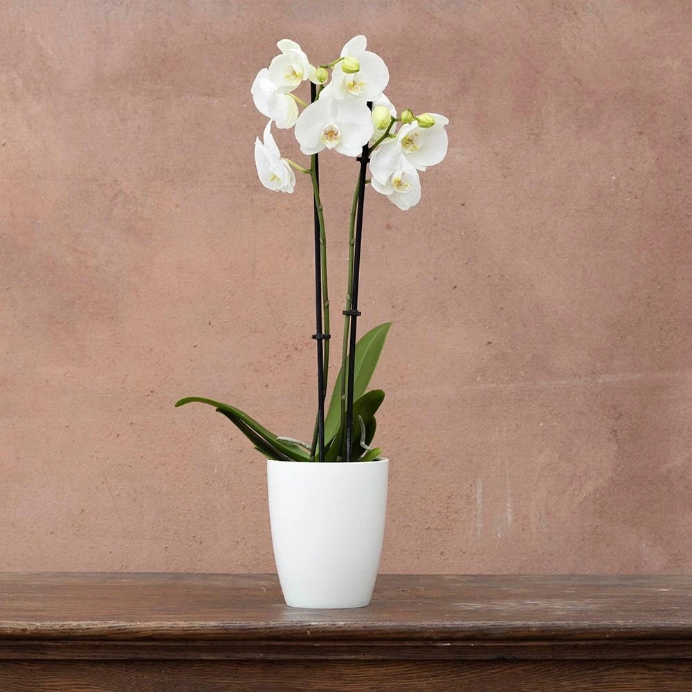 Phalaenopsis Grandiflorum 'White' 2 Phalaenopsis Grandiflorum 'White' - Image 2