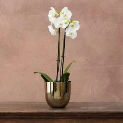 Phalaenopsis Grandiflorum 'White' 5 Phalaenopsis Grandiflorum 'White' -Plants Shop pl2000032092 card3 lg