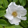 Rosa Rugosa 'Alba'
